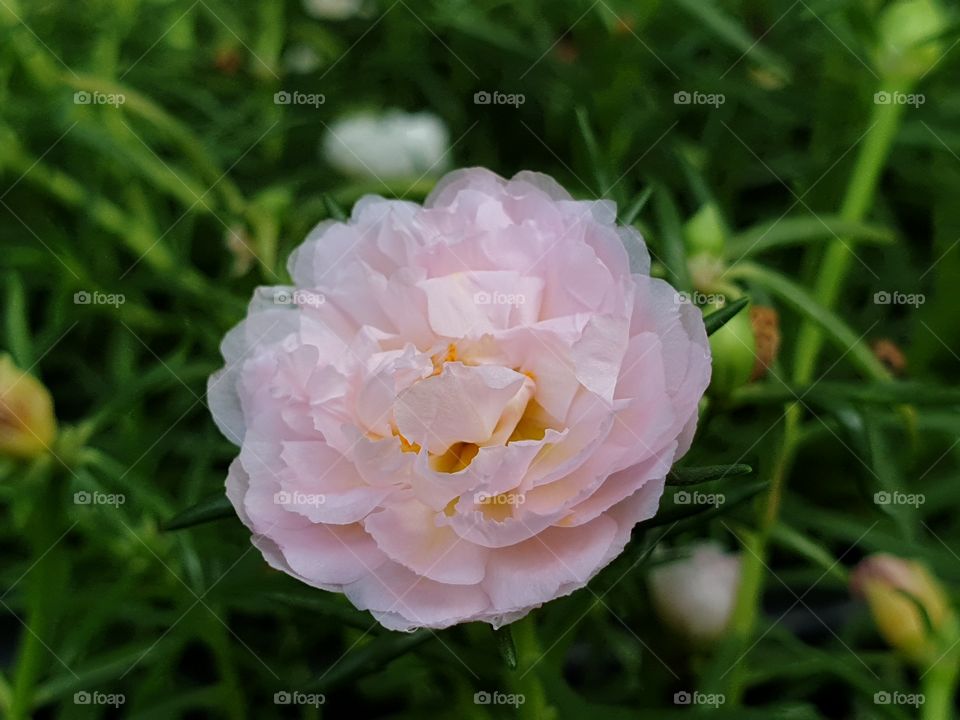 the Portulaca Grandiflora