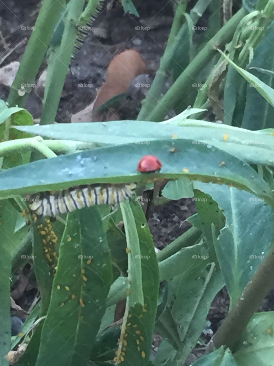 Ladybug and caterpillar 