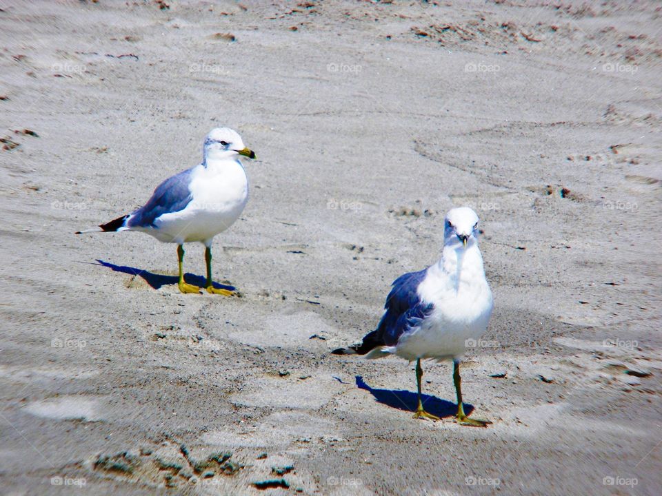 Seagulls on beach 1