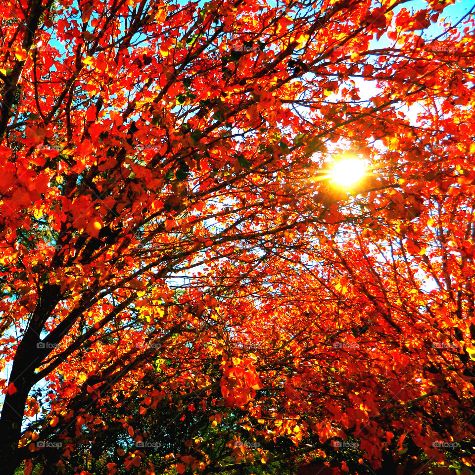 Low angle view of autumn