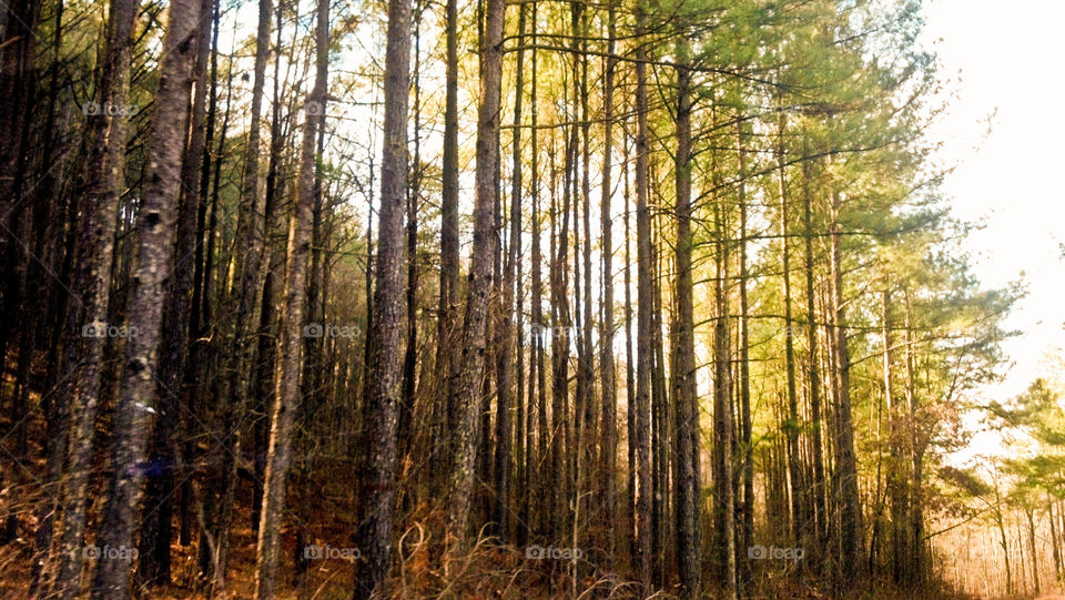 Wood, Tree, Nature, Landscape, Fall