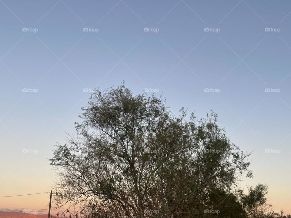 A bright blue sky with orange in the corner and a tree.
