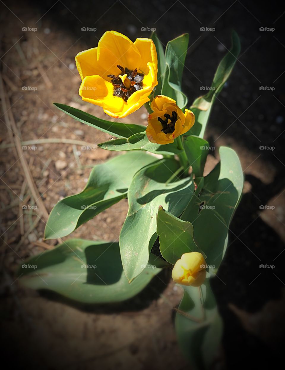 Yellow tulip 