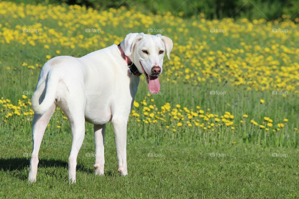 my adopted dog Elle waiting for a walk in a field of yellow wildflowers