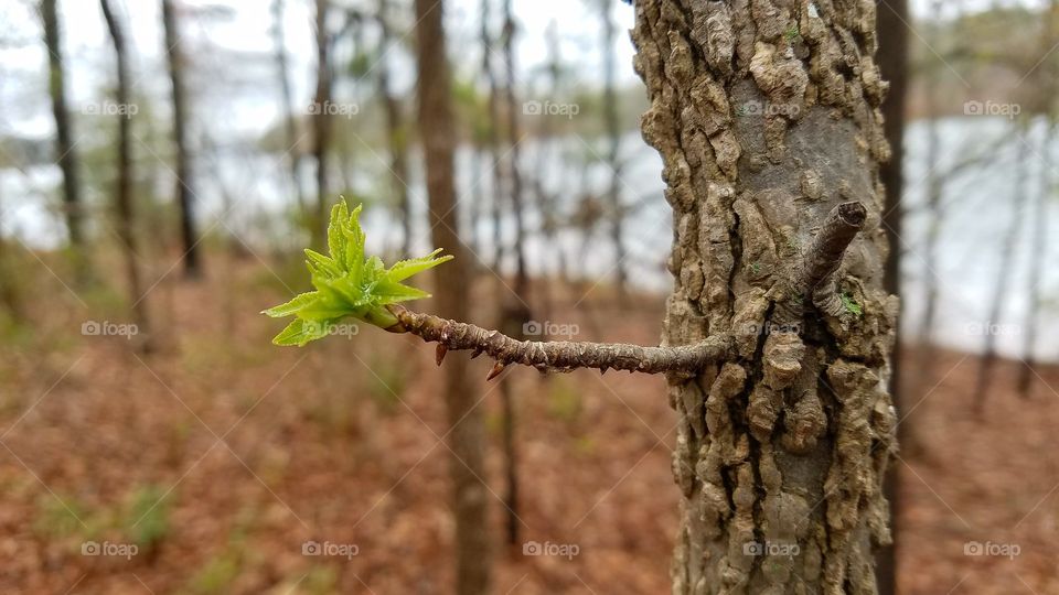 leaves coming out in late winter.