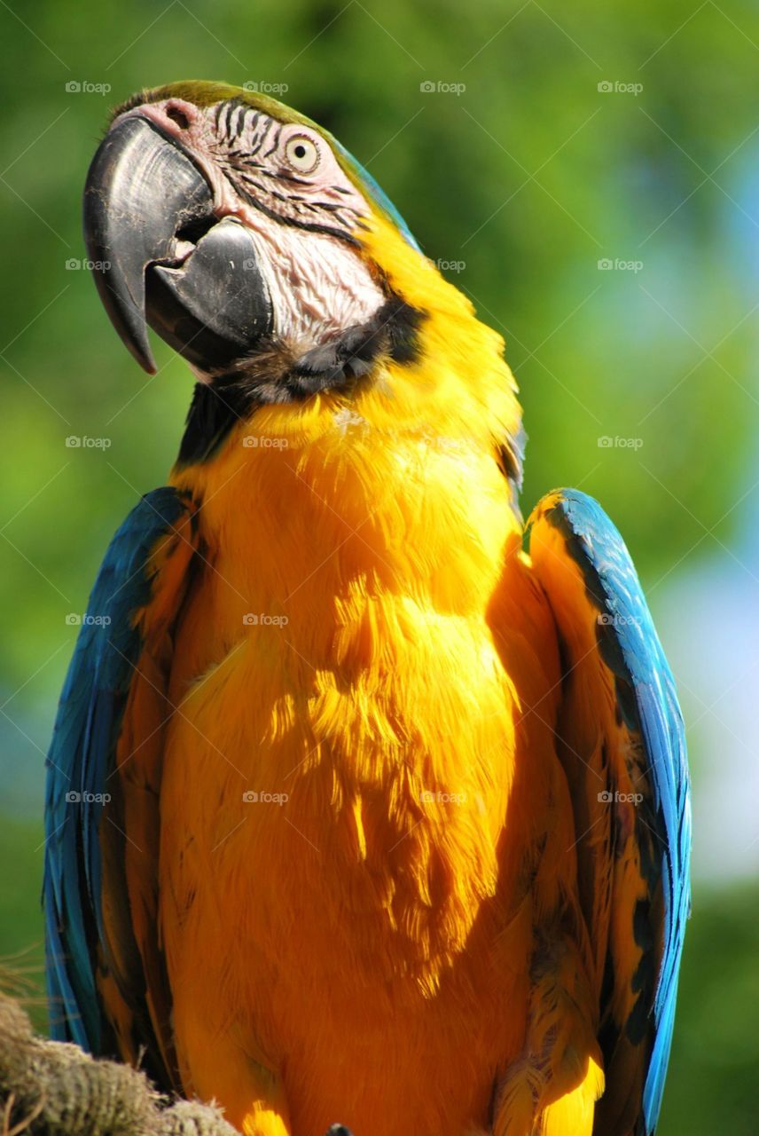 parrot