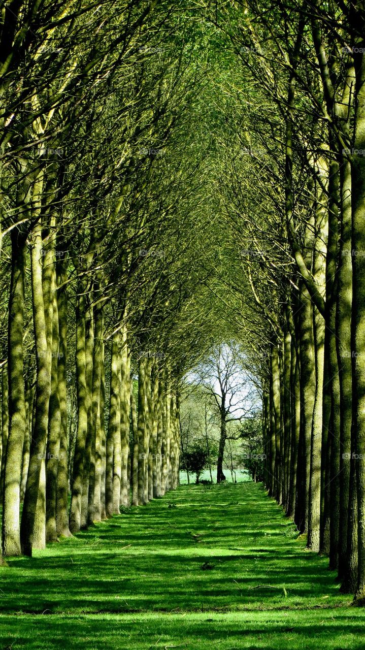 green cathedral