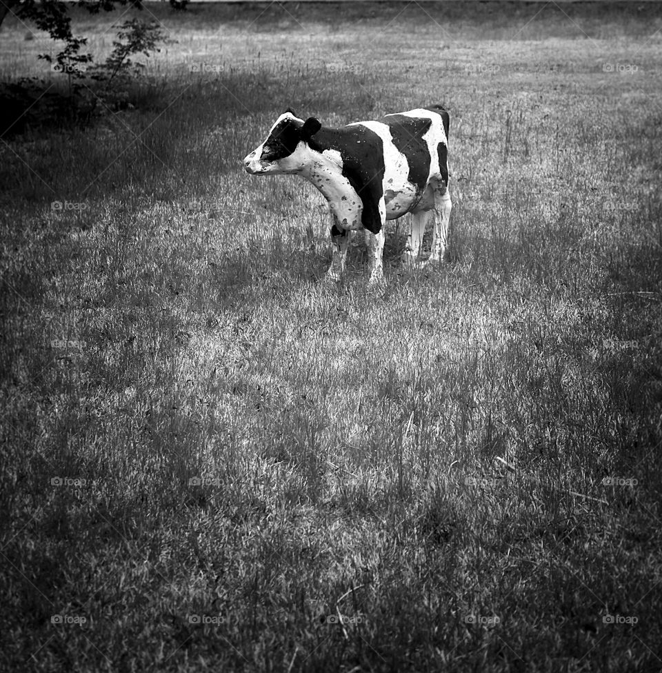 Great find on a front area of farm, done in B & W.