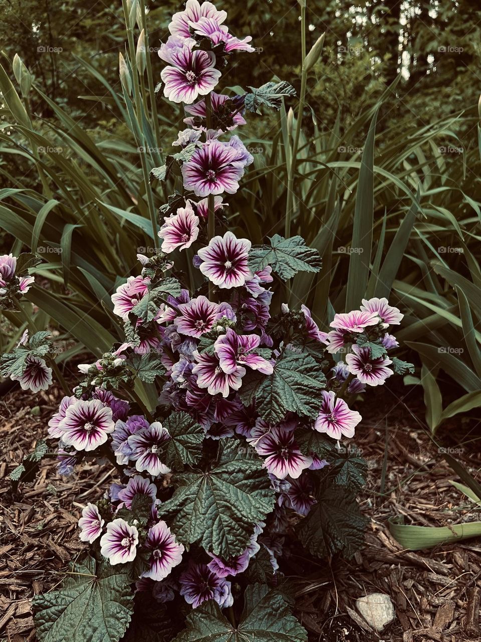 Photography of Hollyhocks flowering plant