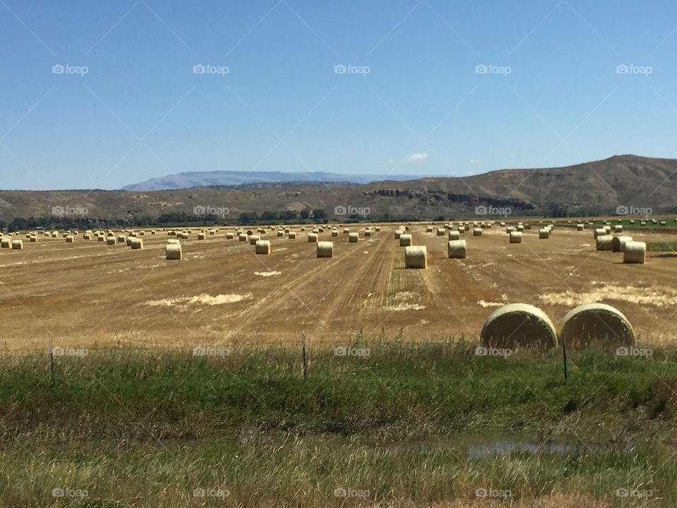 Bails of hay