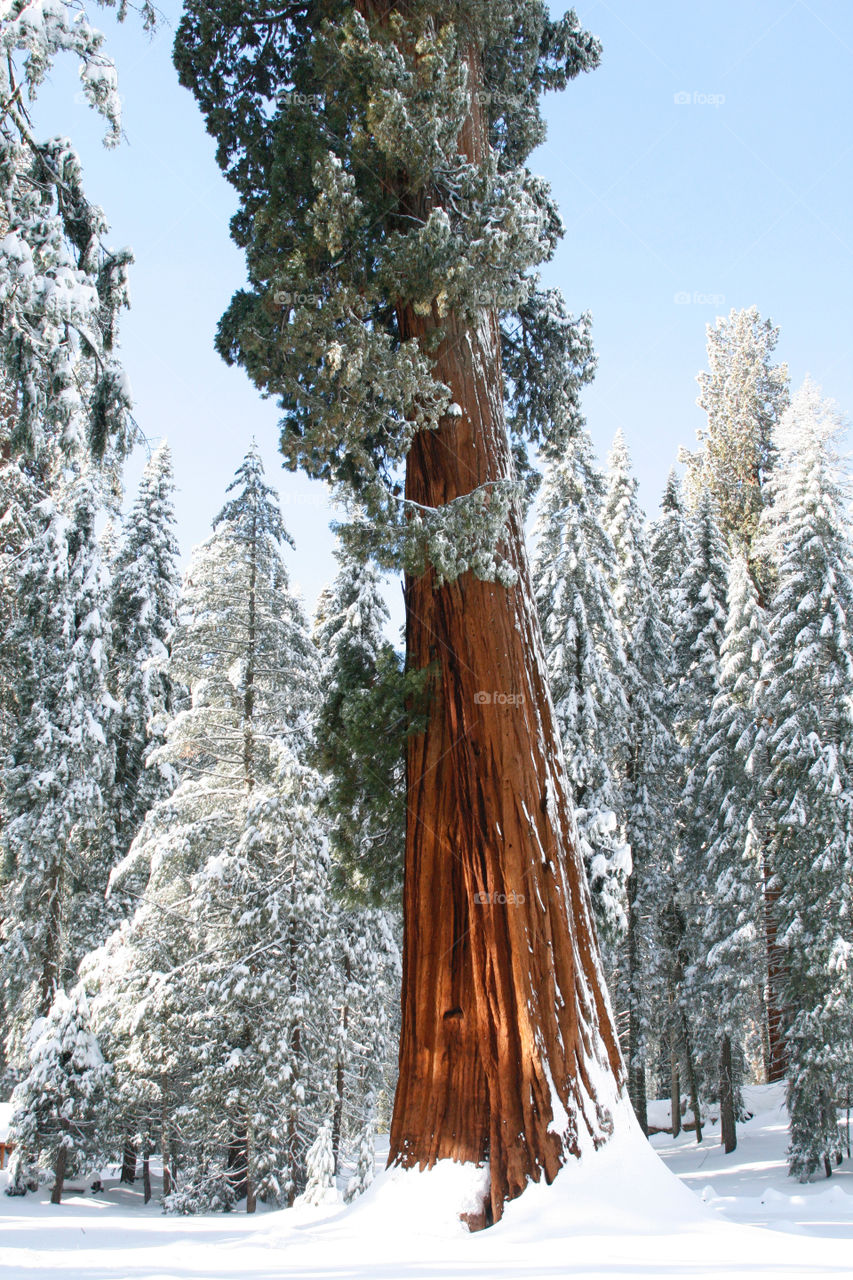 Winter sequoia park 