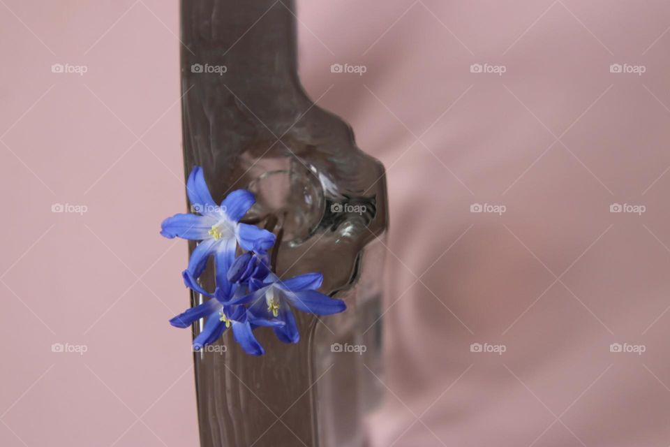 Close up of small blue flower in glass vase on pink table 