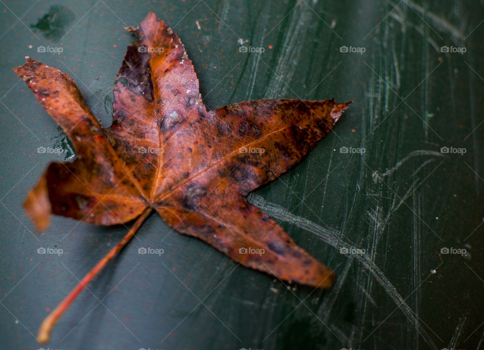 Fallen Maple leaf on Canoe