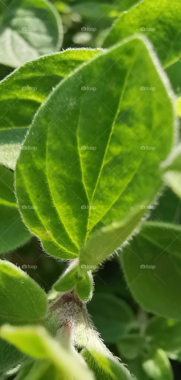 Oregano in macro