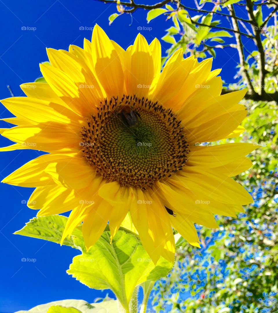 Sunflower bumblebee