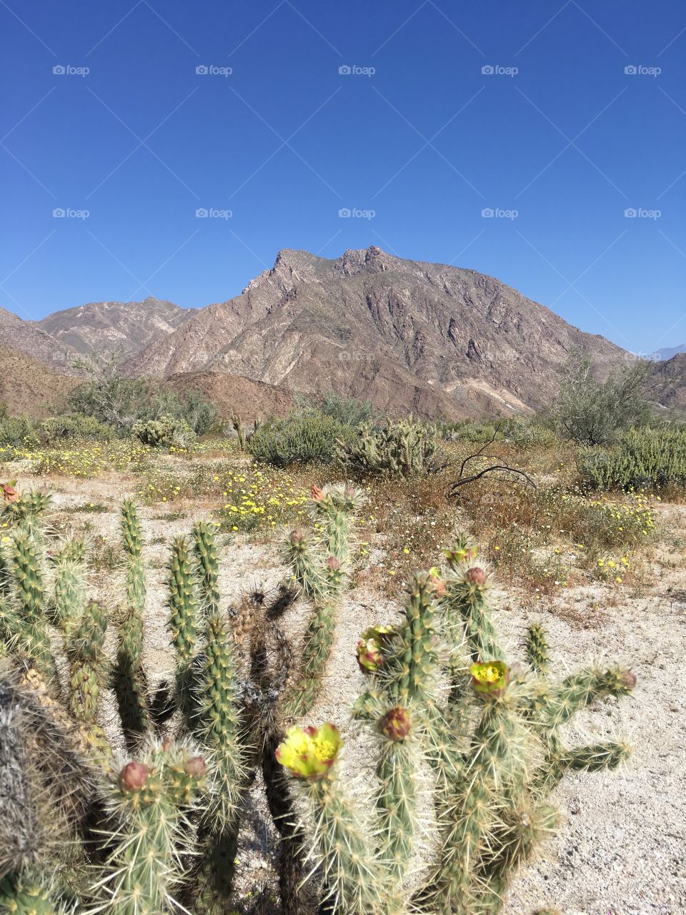 Desert landscape 