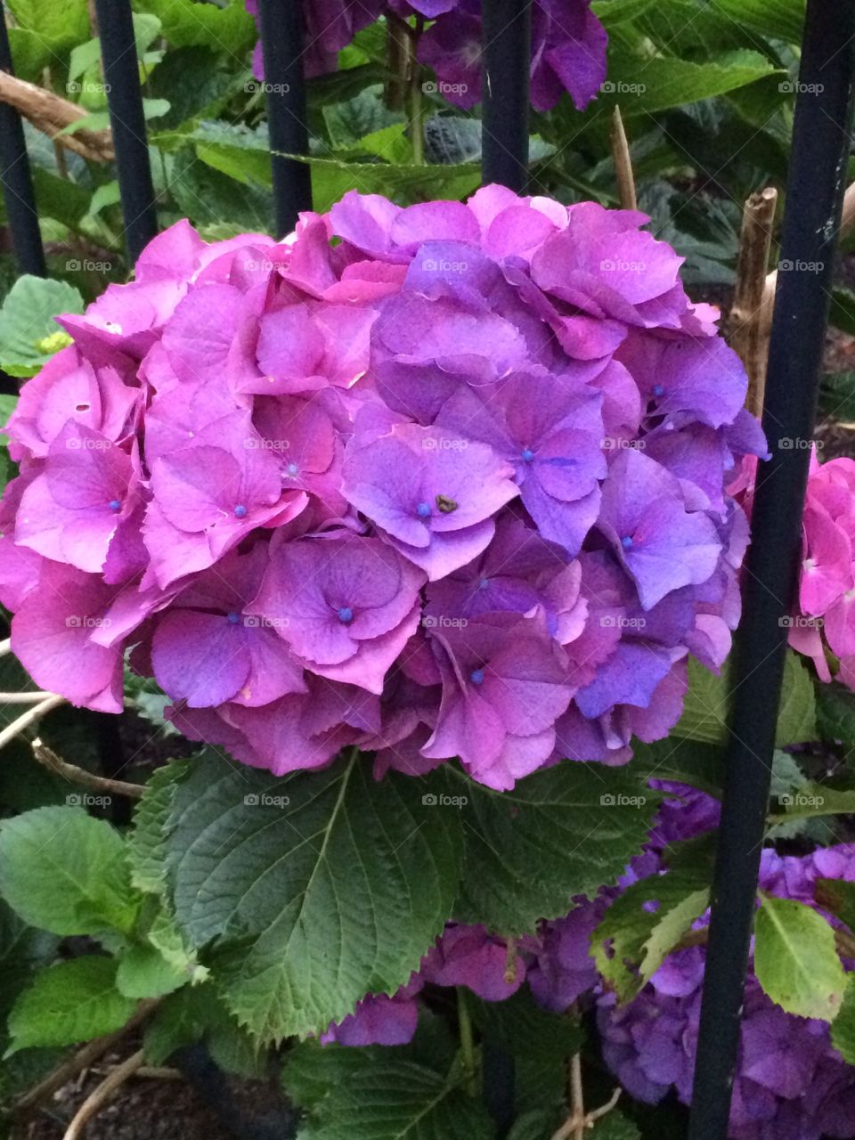 The beauty in flowers