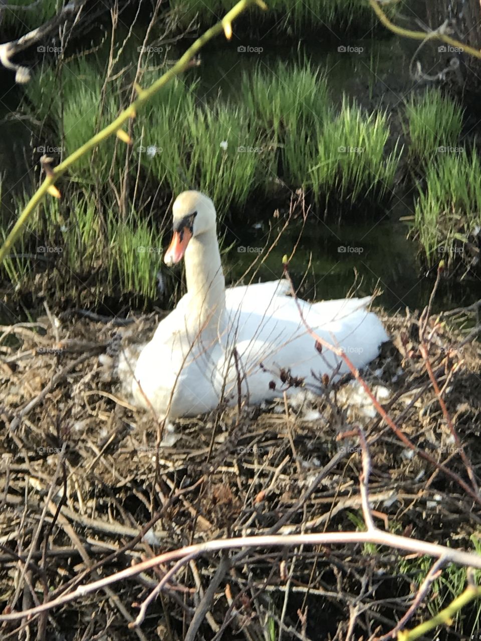 Mother Swan in her nest