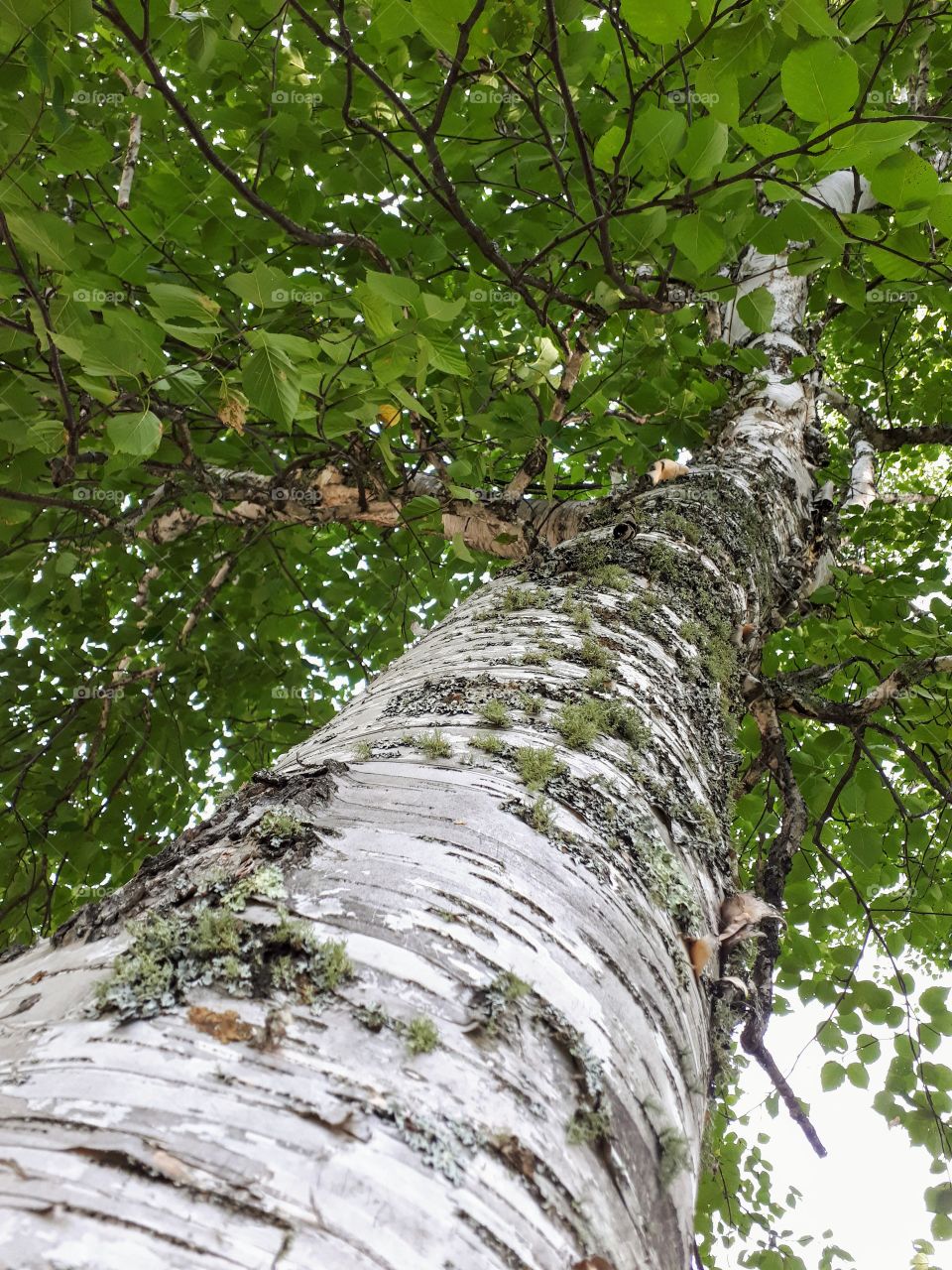 looking up into a green summer birch