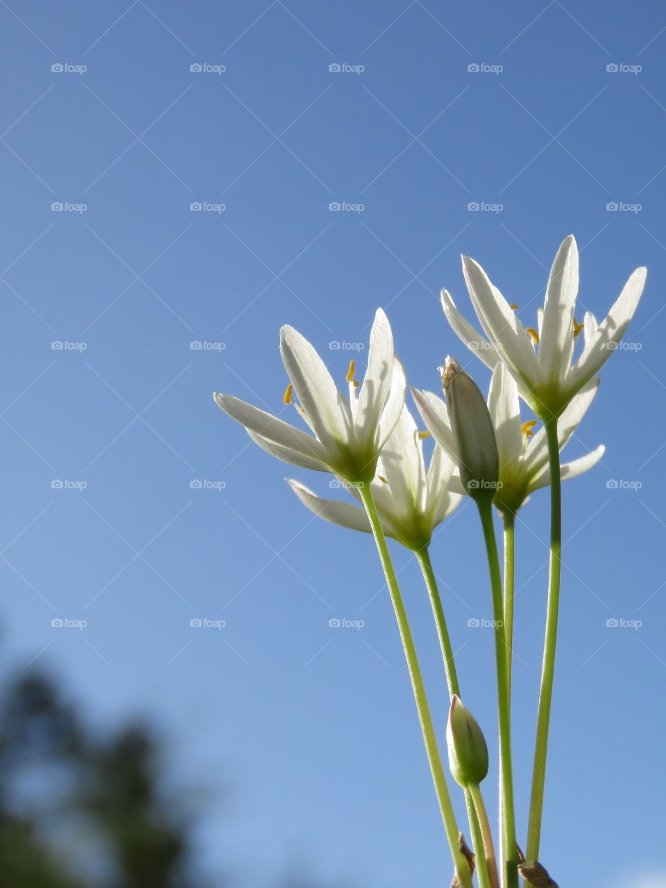 Grass flowers