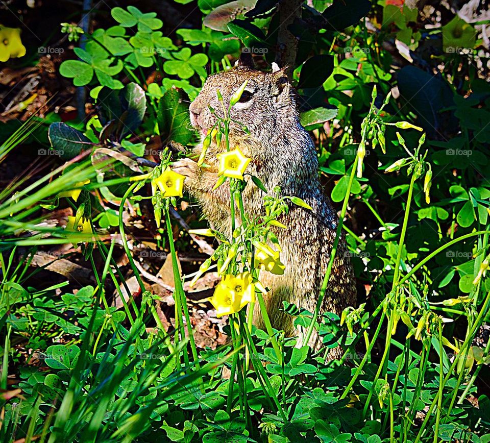 Ground Squirrel