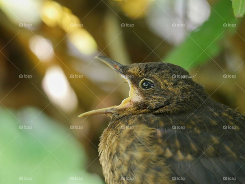 Hungry blackbird fledgling