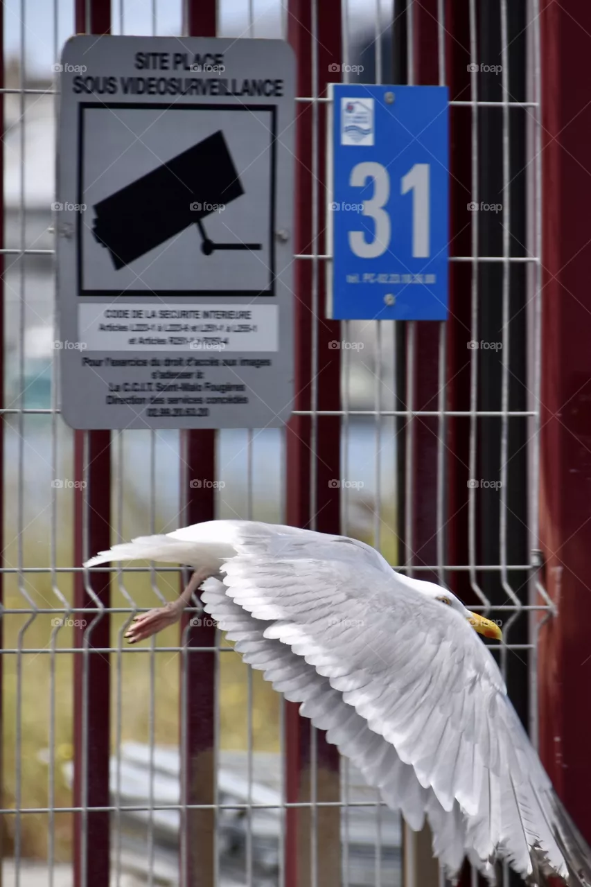 A seagull flying in a french City
