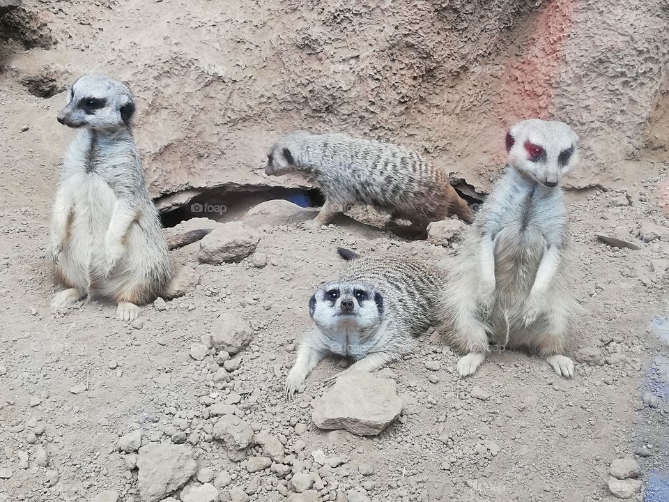 Cute Meerkats