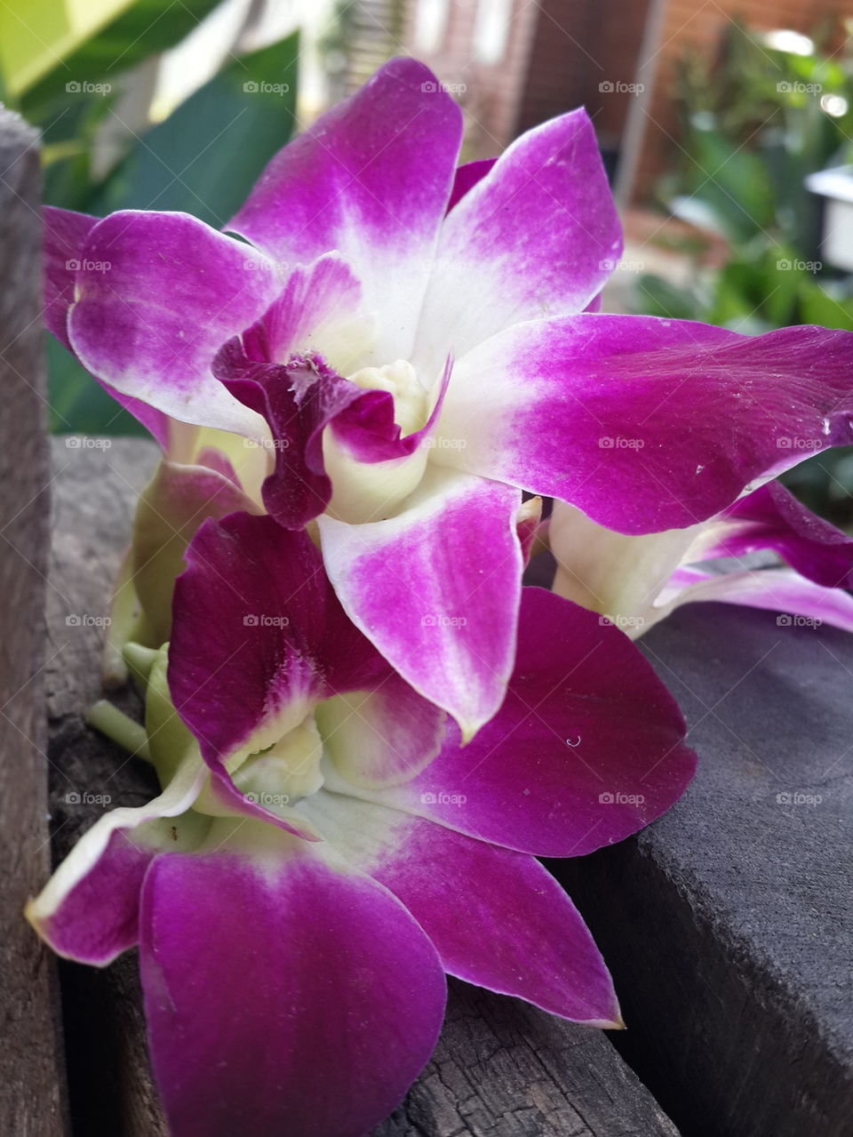 Orchids