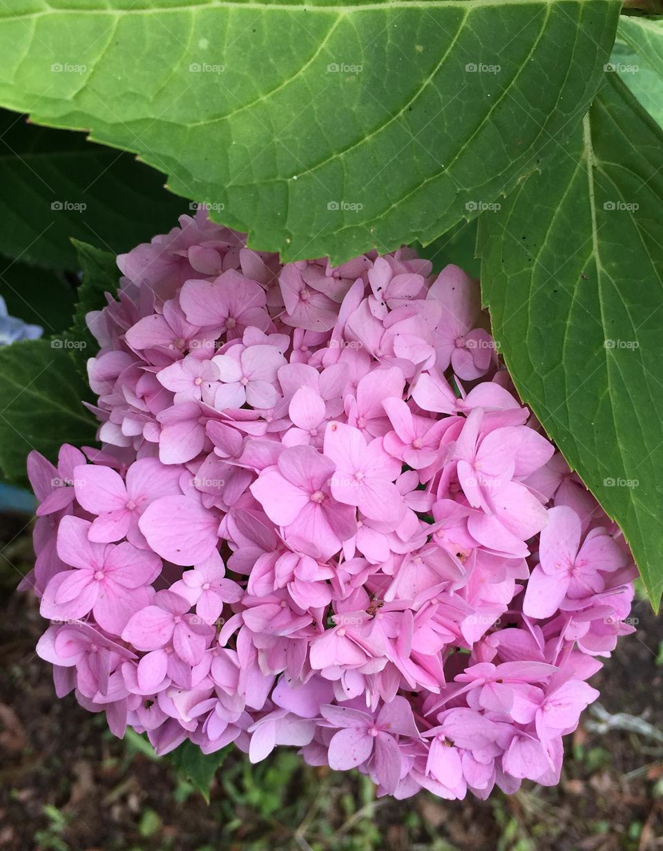 Pink Hydrangeas II
