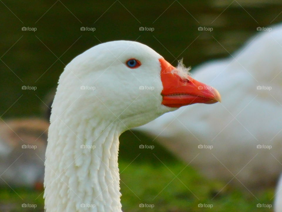 ~Miradas penetrantes. Seriedad al máximo. 🦆🦆🌴🥰
