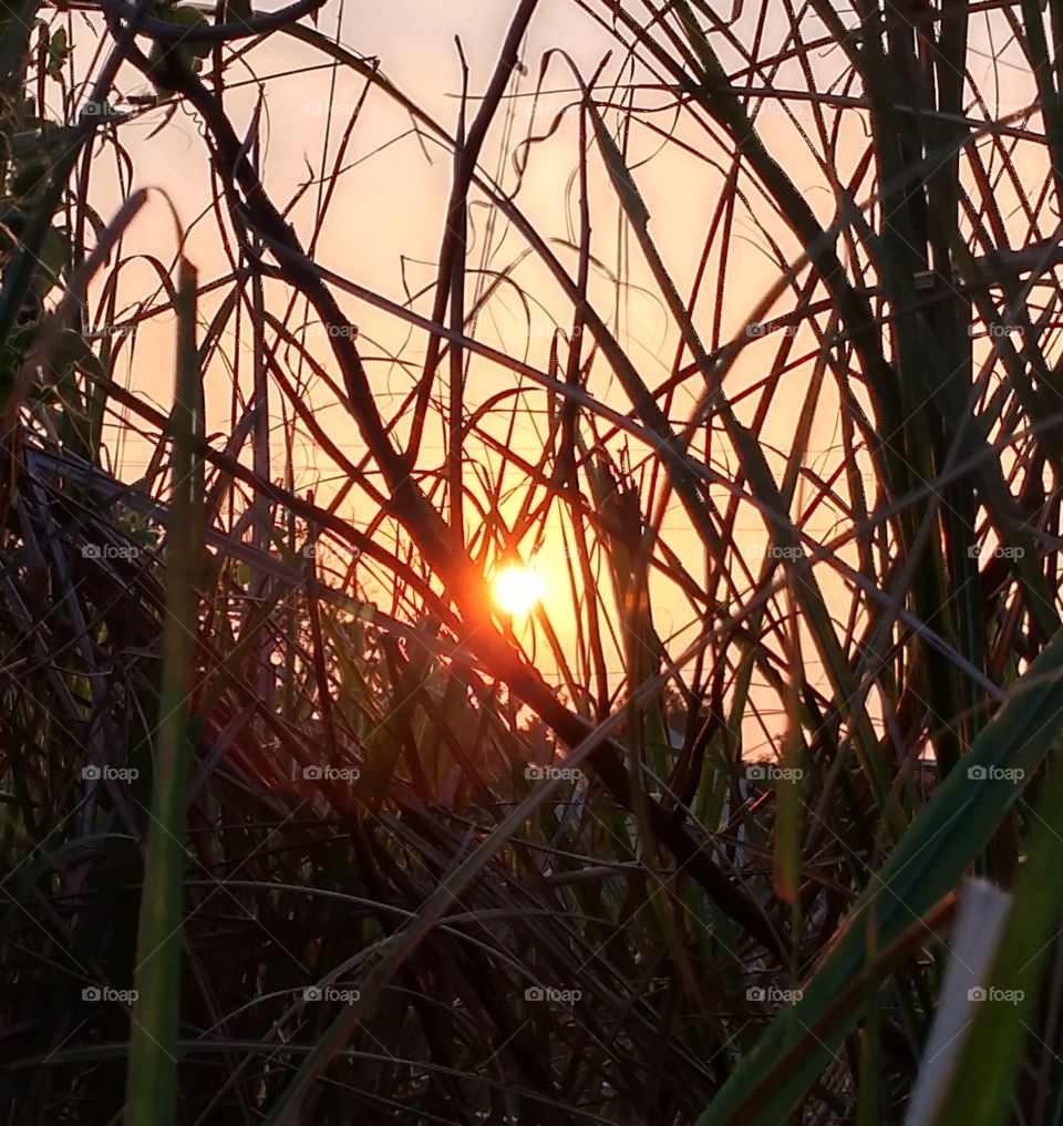 sunset in a bush