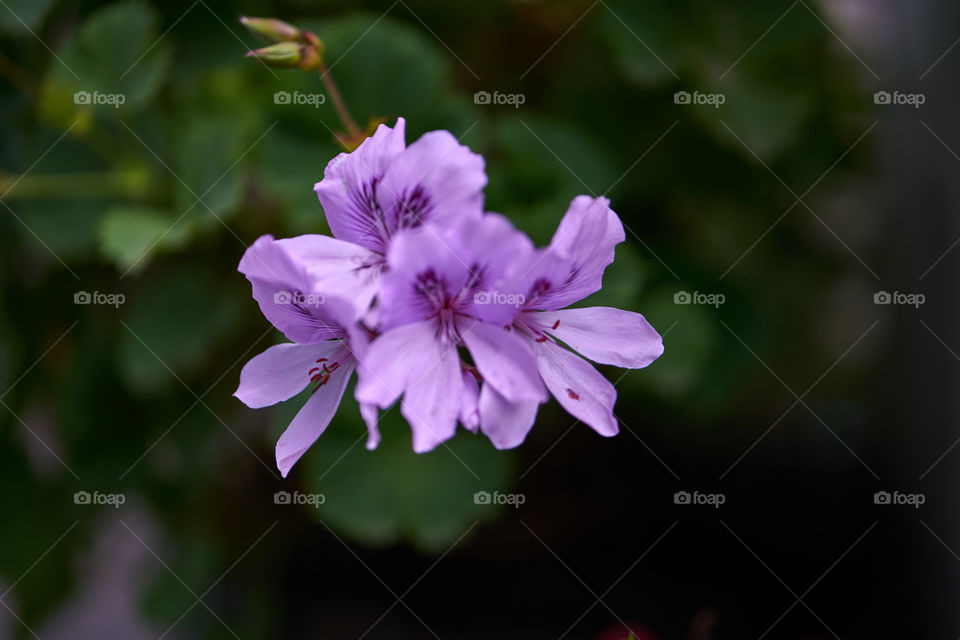 Close-up of flowers