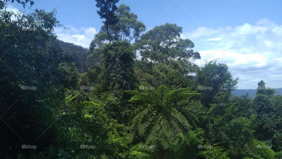 Australian Rainforest greenery
