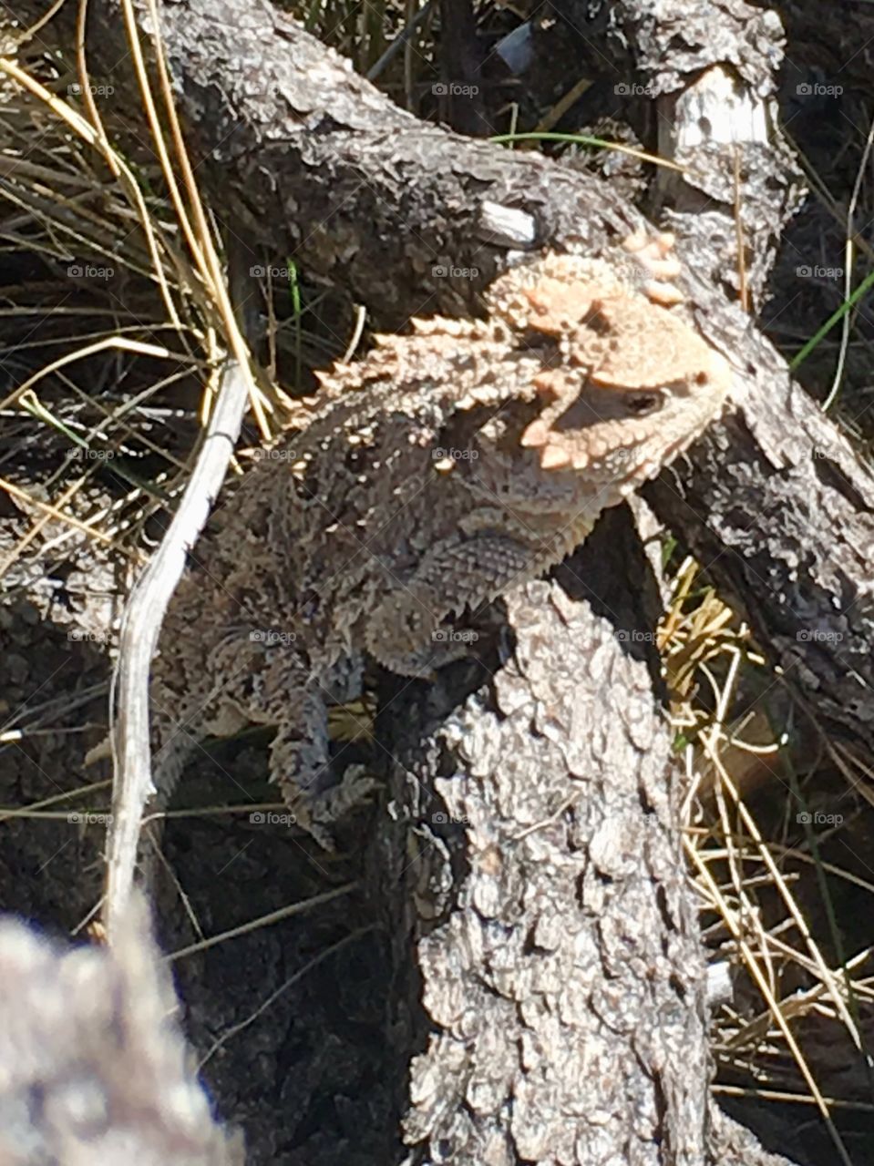 A horned toad lizard surveys his domain from atop a humble perch of a fallen branch.