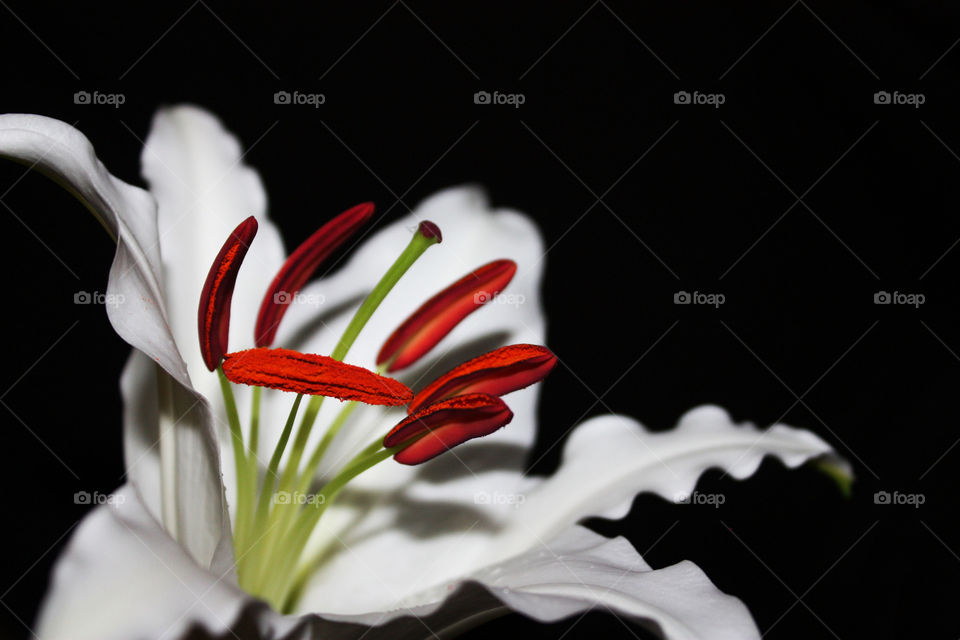Macro shot of a perfect white lily