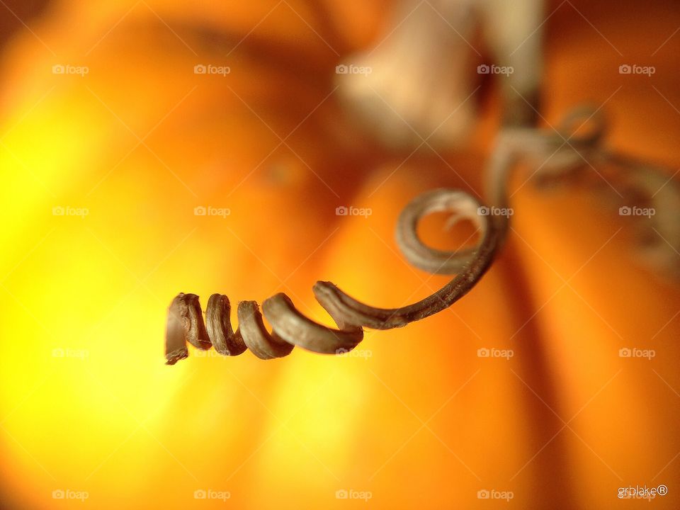 Macro curly Pumpking 