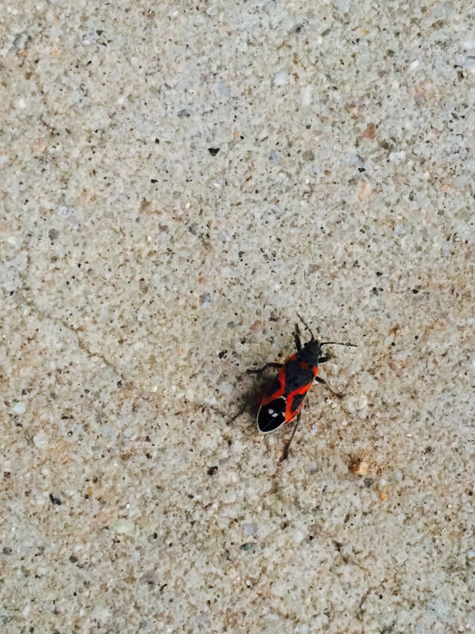 Black and red bug
