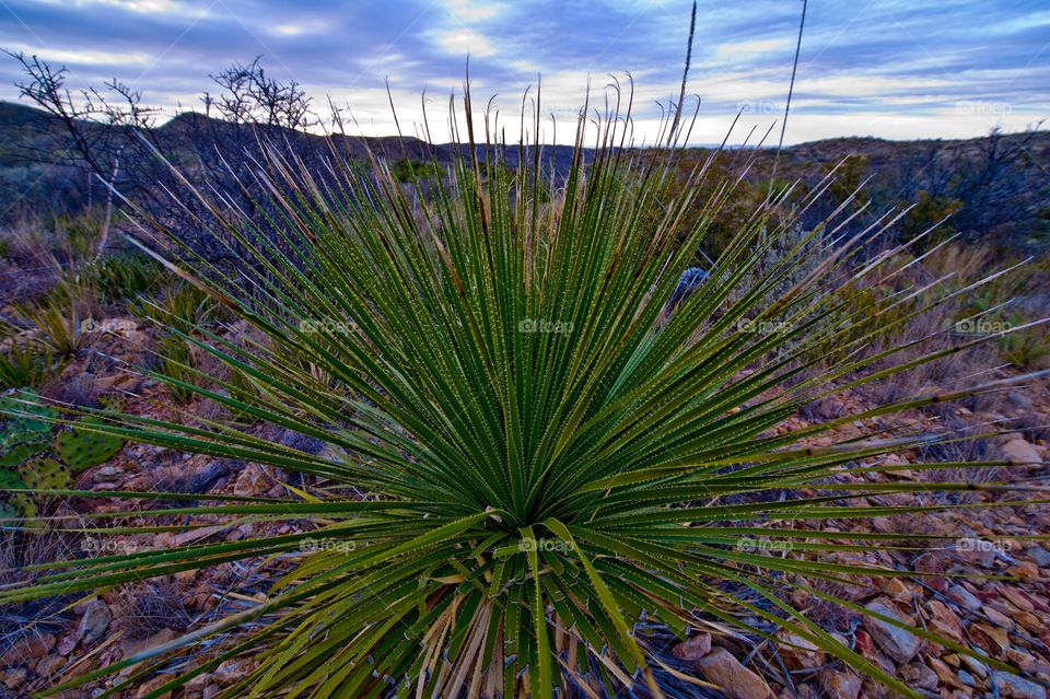 Yucca plant in west Texas