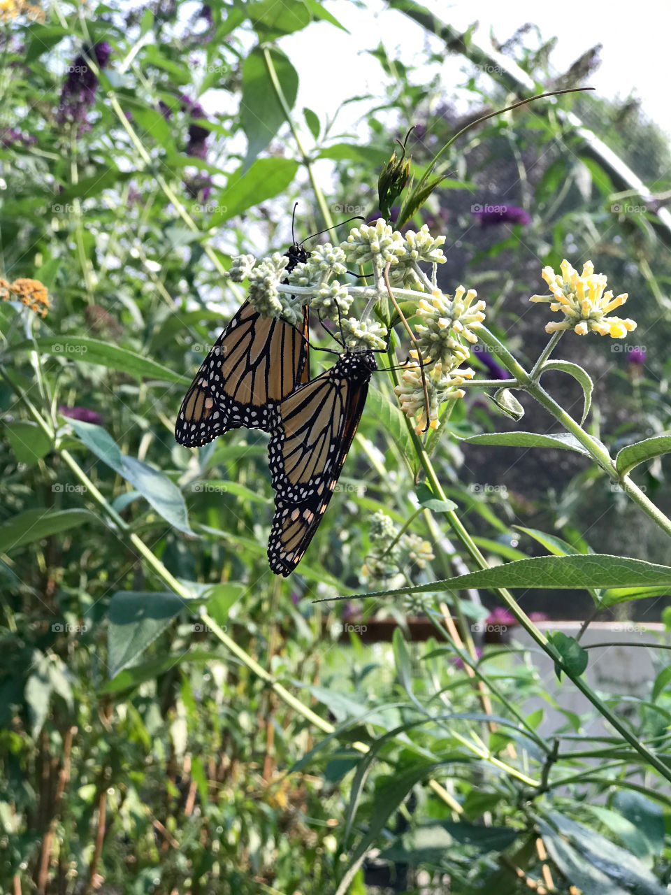 Trip to the butterfly preserve in Elkton, Oregon 