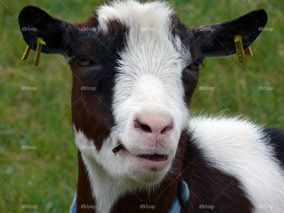 Exploring cutest goats in Berlin