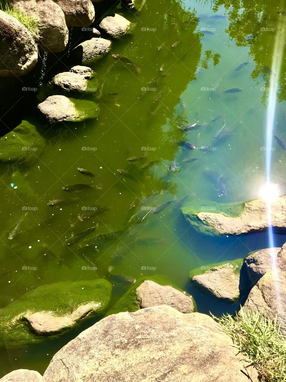 lake with fish