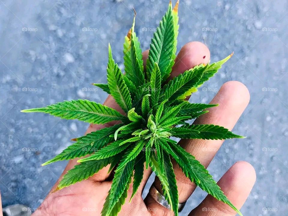 the smell of happiness