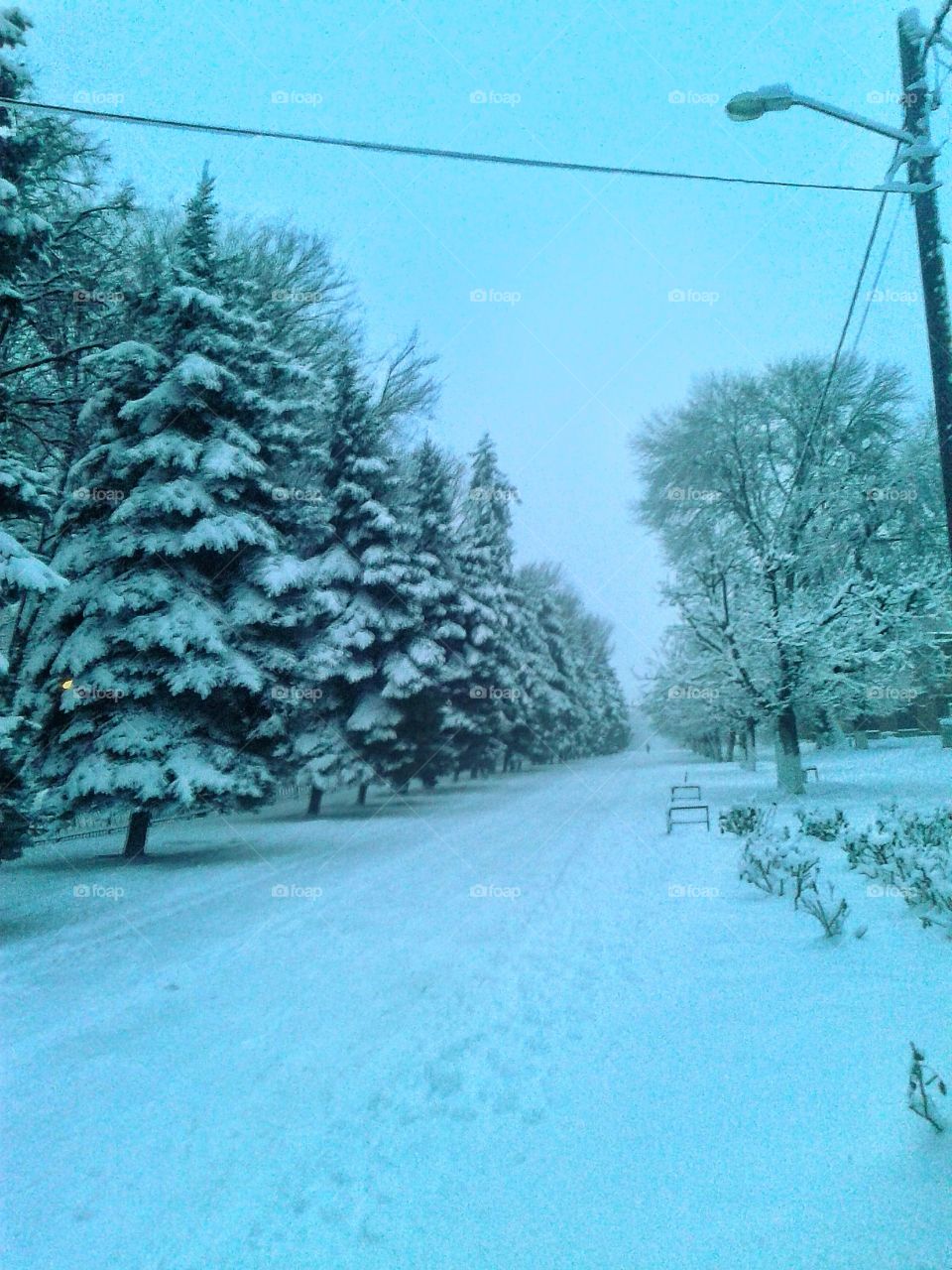 Snow, Winter, Frost, Cold, Tree