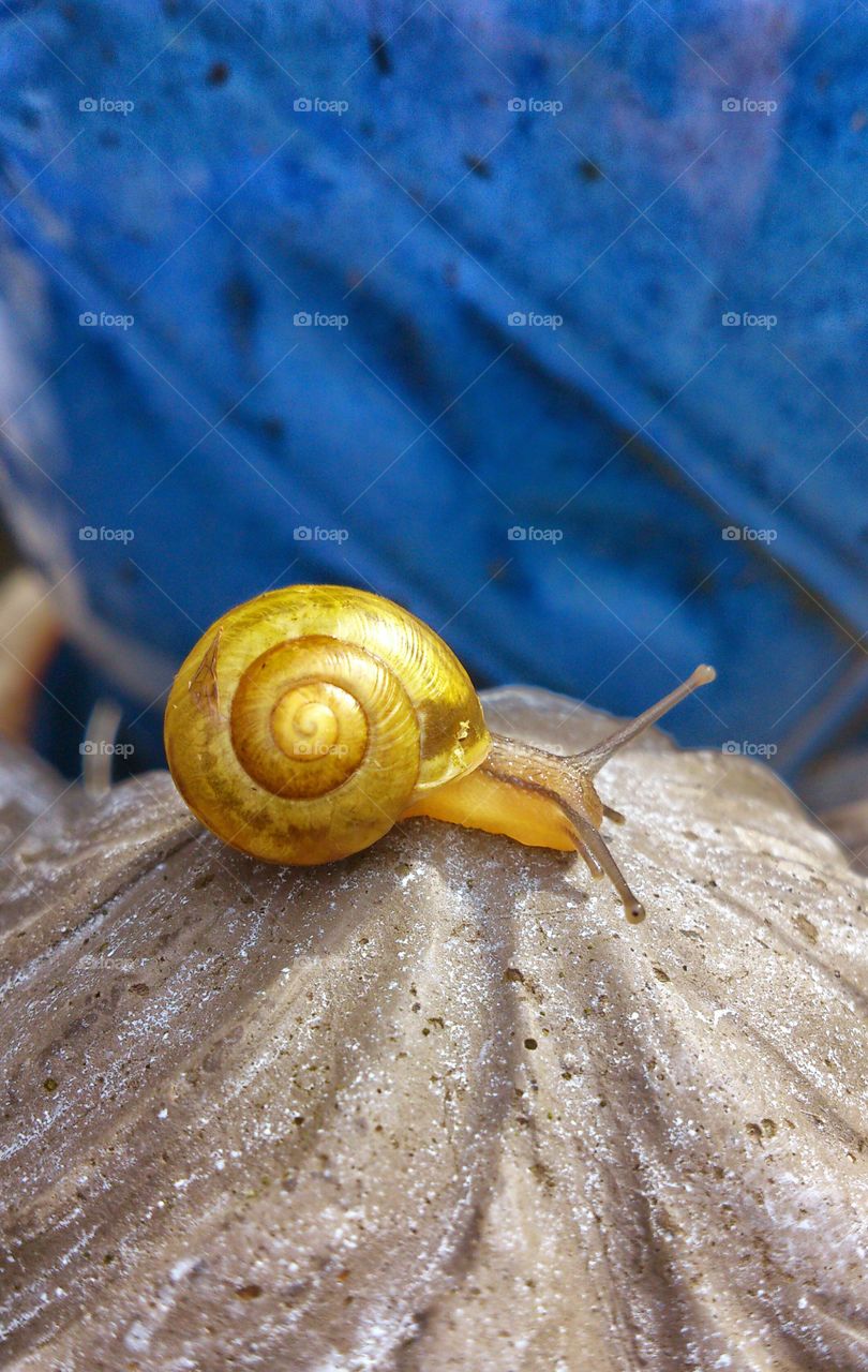 Close-up of yellow snail