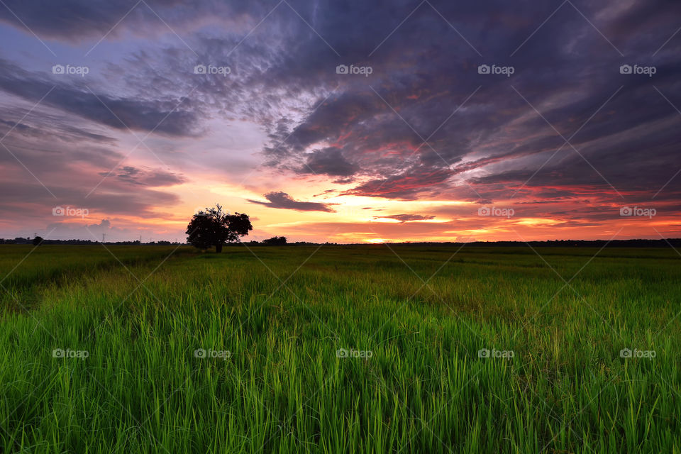 Beautiful sunset view at green paddy field