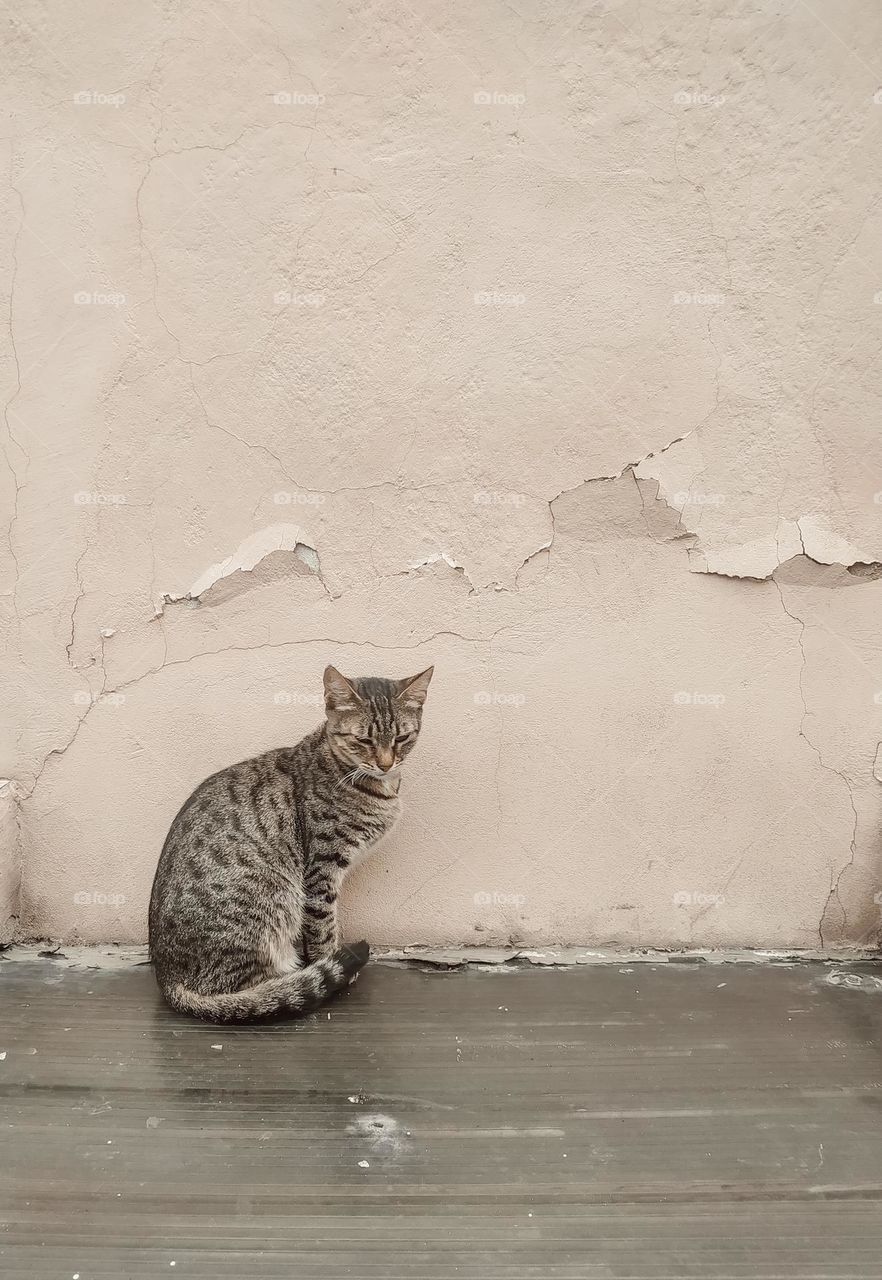 Cat with closed eyes sitting near an old wall