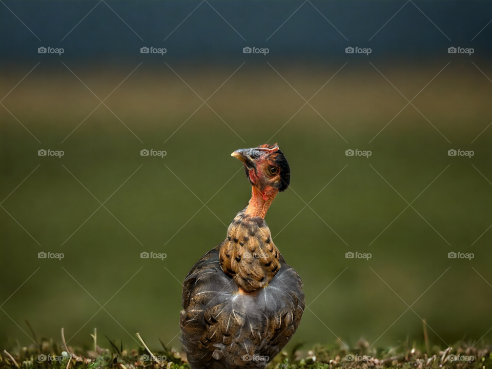 chicken watching the hawk