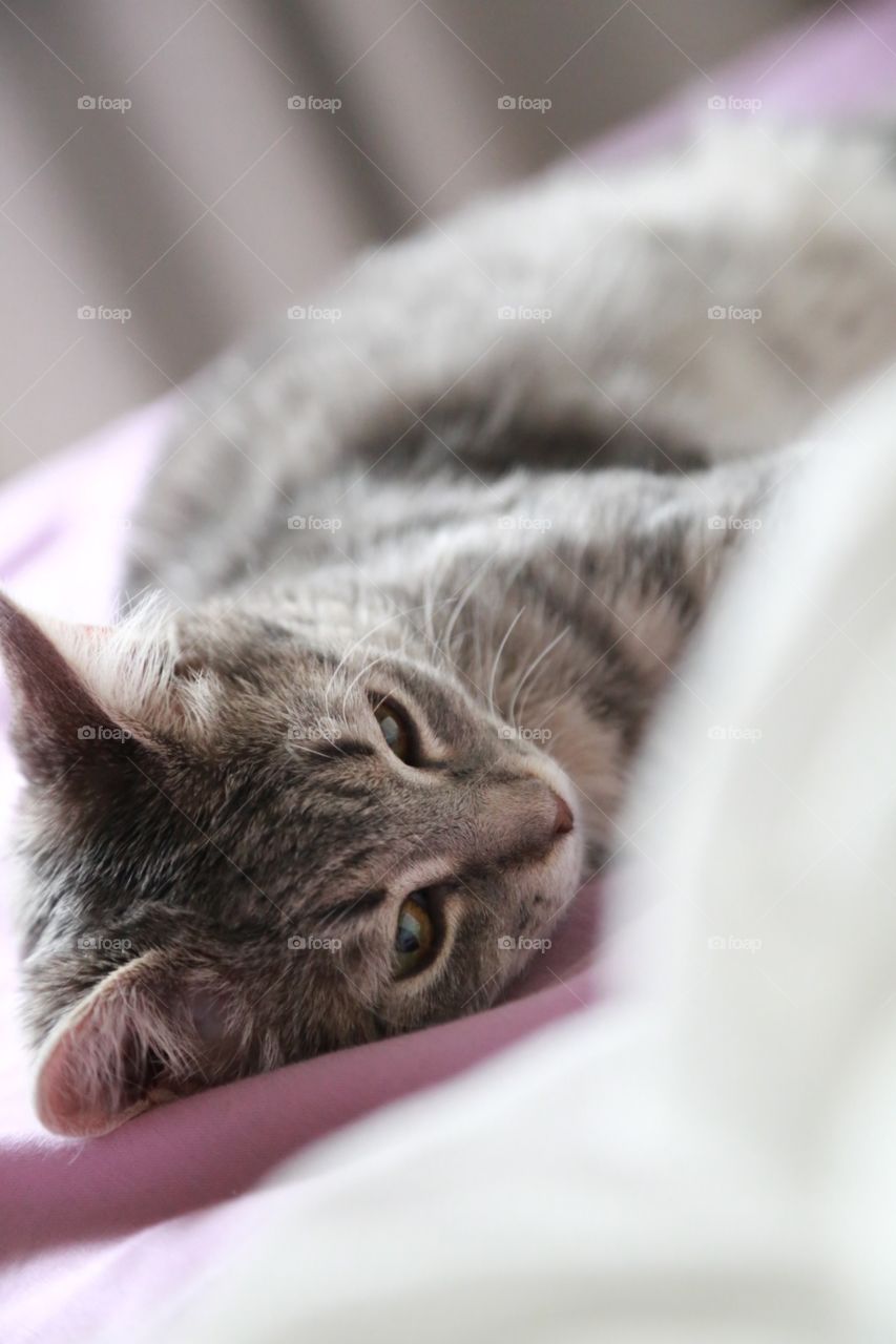 Face of a Grey pretty kitten laying down in a bed