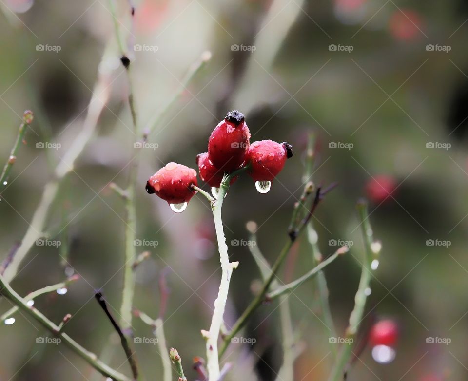 Raindrops and rose hips